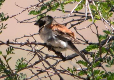 Cape Sparrow