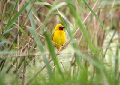 Southern Brown-Throated Weaver