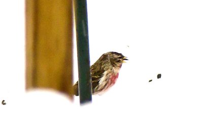 Common Redpoll (Acanthis flammea), East Kingston, NH