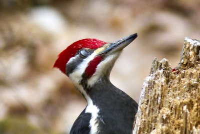 Pileated Woodpecker (Dryocopus pileatus) (male), East Kingston, NH
