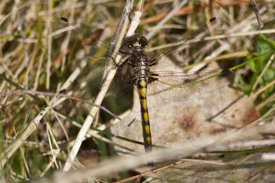 Hudsonian Whiteface (Leucorrhinia hudsonica) (juvenile), Brentwood Mitigation Area, Brentwood, NH