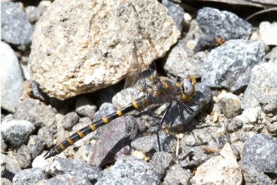 Ringed Boghaunter (Williamsonia lintneri), Webster Wildlife and Natural Area, Kingston, NH