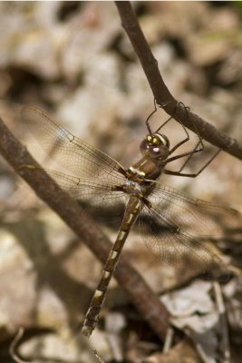 Stream Cruiser (Didymops transversa) (male), Glen Oakes Town Forest, Fremont, NH