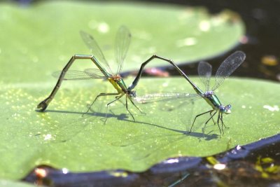 Elegant Spreadwing (Lestes inaequalis), Exeter River, Brentwood, NH