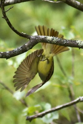 Great Crested Flycatcher (Myiarchus crinitus), Exeter River, Brentwood, NH
