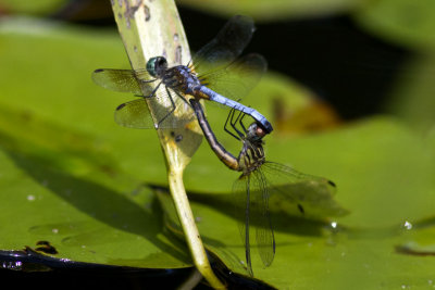 Blue Dasher (Pachydiplax longipennis) (in wheel), Exeter River, Brentwood, NH