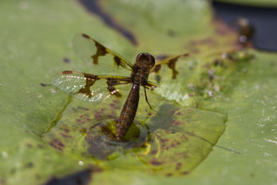 Eastern Amberwing (Perithemis tenera ) (female - ovipositing), Exeter River, Brentwood, NH