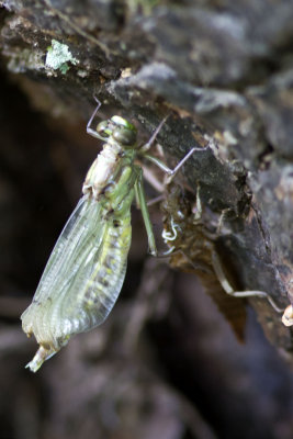 Black-shouldered Spinyleg (Dromogomphus spinosus Selys) (female), Exeter River, Brentwood, NH