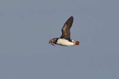 Atlantic Puffin (Fratercula arctica), Eastern Egg Rock, out of New Harbor, ME