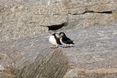 Atlantic Puffin (Fratercula arctica), Eastern Egg Rock, out of New Harbor, ME