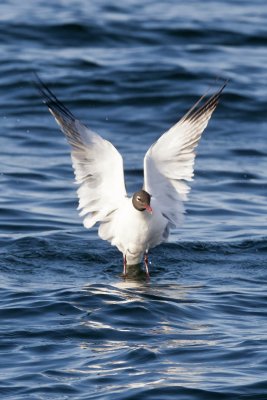 Laughing Gull (Larus atricilla), out of New Harbor, ME