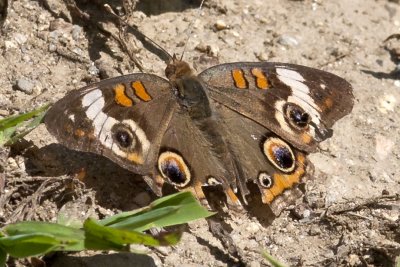 Common Buckeye (Junonia coenia), Rockingham Rail Trail, Fremont, NH