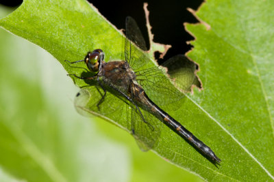 Petite Emerald (Dorocordulia lepida) (female), Rockingham Rail Trail, Fremont, NH