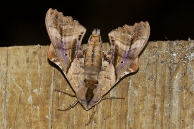 Blind-eyed Sphinx Moth (Paonias excaecata), East Kingston, NH