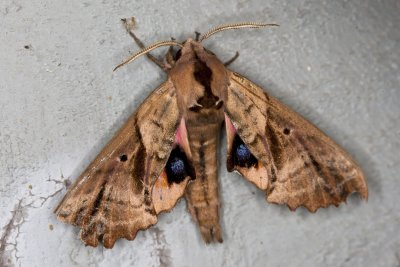 Blind-eyed Sphinx Moth (Paonias excaecata), East Kingston, NH