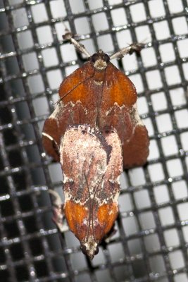 Boxwood Leaftier (Galasa nigrinodus), East Kingston, NH