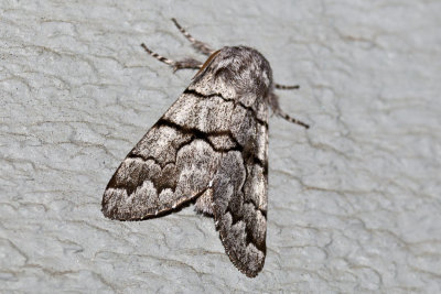 Eastern Panthea (Panthea furcilla - Hodges #9182), East Kingston, NH