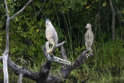 Black-crowned Night Heron (Nycticorax nycticorax) (adult and juvenile), North Pool, Parker  River, NWR, Newbury, MA