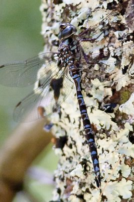 Mottled Darner (Aeshna clepsydra) (male), Rockingham Rail Trail, Fremont, NH