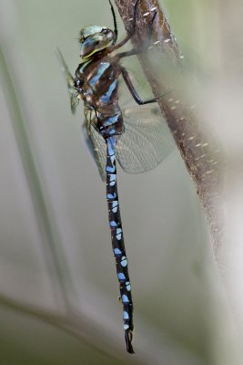 Lance-tipped Darner (Aeshna contricta) (male), Rockingham Rail Trail, Fremont,NH