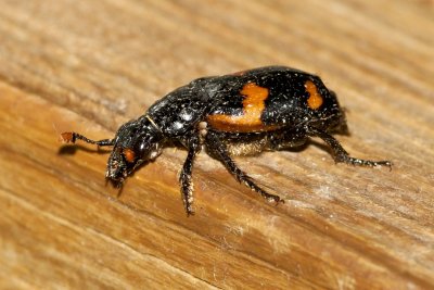 Sexton Beetle (Nicrophorus sayi), East Kingston, NH
