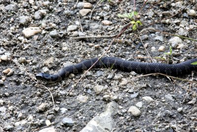 Northern Water Snake (Nerodia sipedon), Rockingham Rail Trail, Fremont, NH