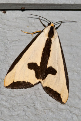 Clymene Moth (Hapola clymene), East Kingston, NH