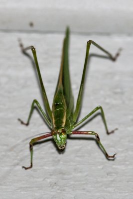 Treetop Bush Katydid (Scudderia fasciata), East Kingston, NH