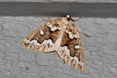 Gray Spruce Looper Moth (Caripeta divisata), East Kingston, NH