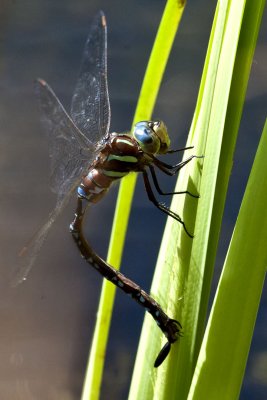 Black-tipped Darner (Aeschna tuberculifera) (female) ovipositing, East Kingston, NH