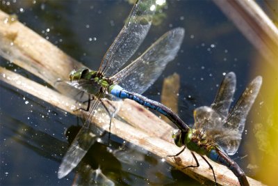Common Green Darner (Anax junius) (male and female) in tandem, East Kingston, NH