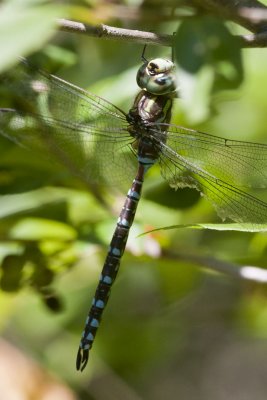 Canada Darner (Aeshna canadensis), Burch Farm Conservation Area, Newton, NH
