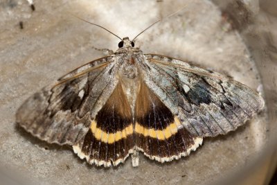 Yellow-banded Underwing (Catocala cerogama), East Kingston, NH