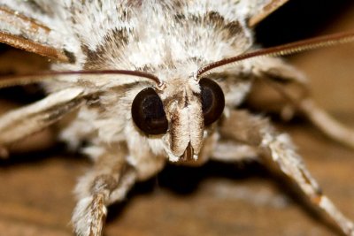 Yellow-banded Underwing (Catocala cerogama), East Kingston, NH