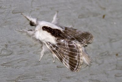 Large Tolype (Tolype velleda), East Kingston, NH
