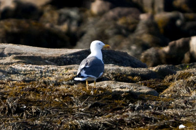 Lesser Black-backed Gull (Larus fuscus), Star Island, Rye, NH