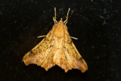 Maple Spanworm (Ennomos magnaria - Hodges #6797), East Kingston,  NH
