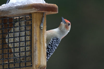 Red-bellied Woodpecker (Melanerpes carolinus), East Kingston, NH