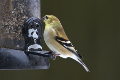 American Goldfinch (Spinus tristis), East Kingston, NH
