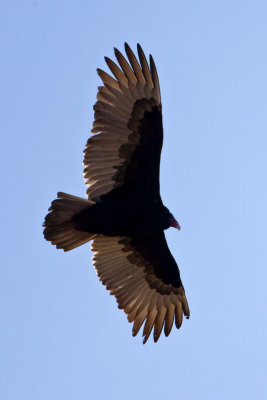 Turkey Vulture (Cathartes aura), East Kingston, NH