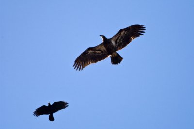 Bald Eagle (immature) (Haliaeetus leucocephalus), and American Crow (Corvus brachyrhynchos), East Kingston, NH