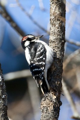 Hairy Woodpecker (Picoides villosus), East Kingston, NH