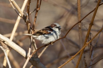 House Sparrow (Passer domesticus), East Kingston, NH