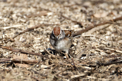 American Tree Sparrow (Spizella arborea), East Kingston, NH
