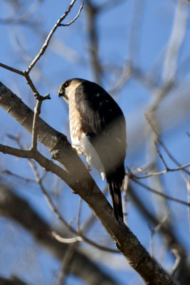 Cooper's Hawk (Accipiter cooperii), East Kingston, NH