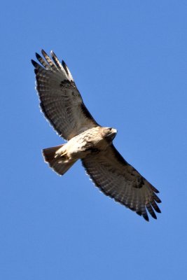Red-tailed Hawk (Buteo jamaicensis), East Kingston, NH