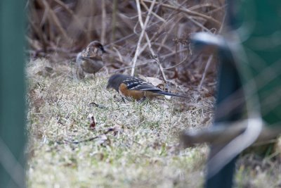 Spotted Towhee(Pipilo maculatus), Rockport, MA