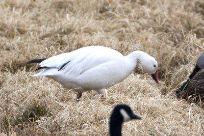 Snow Goose (Chen caerulescens), East Kingston, NH