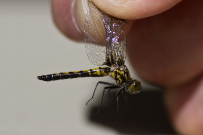 Hudsonian Whiteface (Leucorrhinia hudsonica), Brentwood , NH