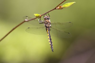 Beaverpond Baskettail (Epitheca canis) (male), Kingston, NH